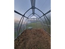 stevia _9_.jpg