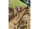 stevia _11_.jpg